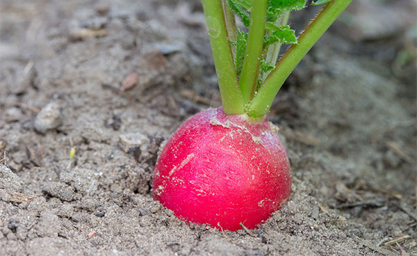 ���ܲ��Ĺ�Ч������ ���ܲ���ʲô������������